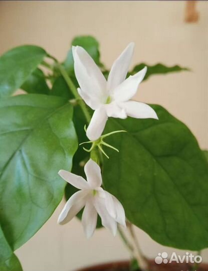 Жасмин самбак