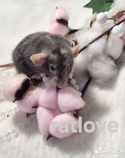 Крысята мальчики питомник