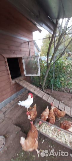 Куры и петух