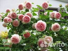 Кустовые розы
