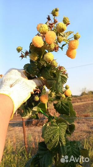 Саженцы ремонтантной малины