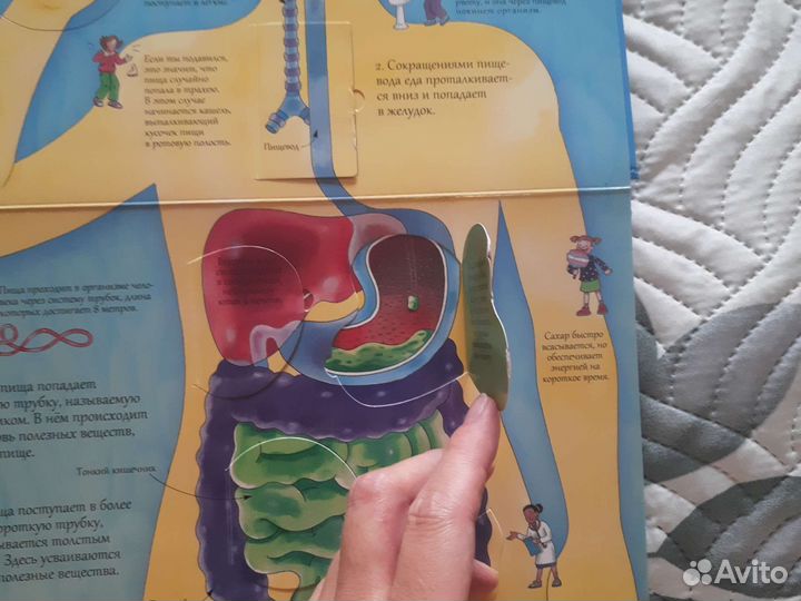 Детская энциклопедия про тело человека