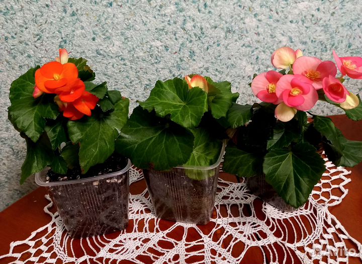 Бегония элатиор