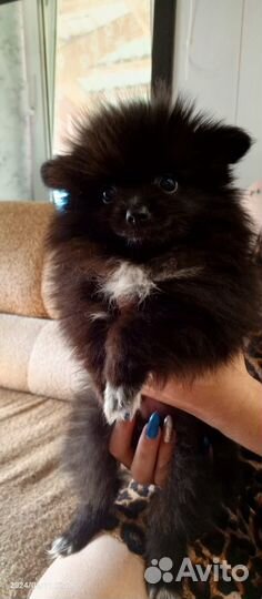 Немецкий шпиц