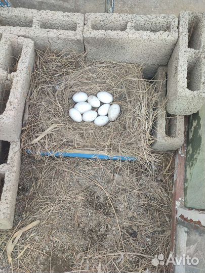 Инкубационные яйцо гусей