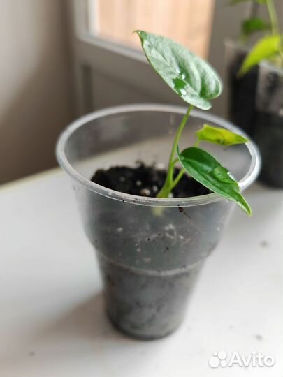 Антуриум красный крупный