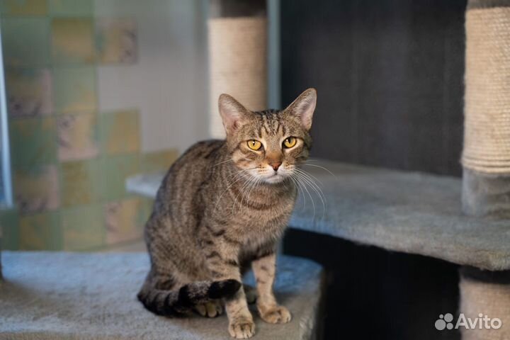 Мегаласковый кот