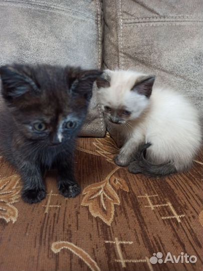 Отдам котят в добрые руки