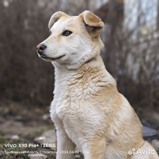 Щенок подросток Малыш в поисках дома