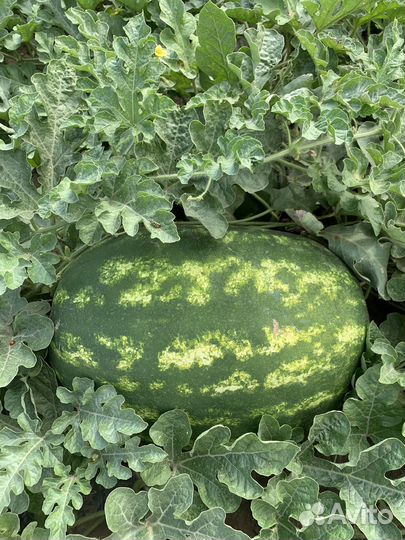 Арбузы оптом