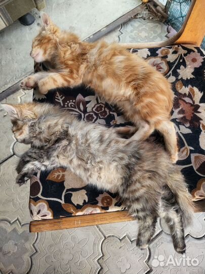 Рыжий котенок в добрые руки бесплатно