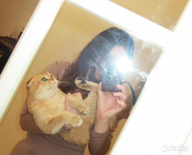 Кот на вязку