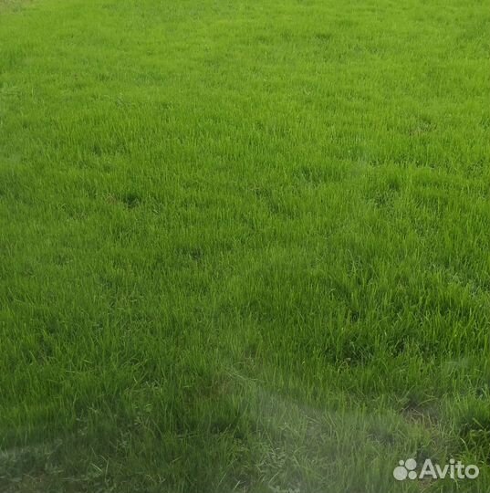 Услуги ассенизатора