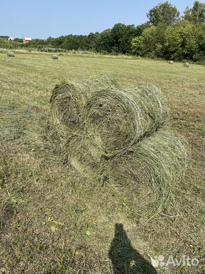Сено в тюках