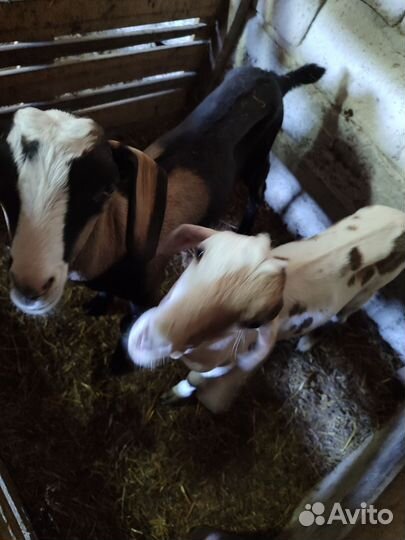 Англо - нубийские козлята и дойные козы