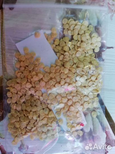 Семена болгарского перца