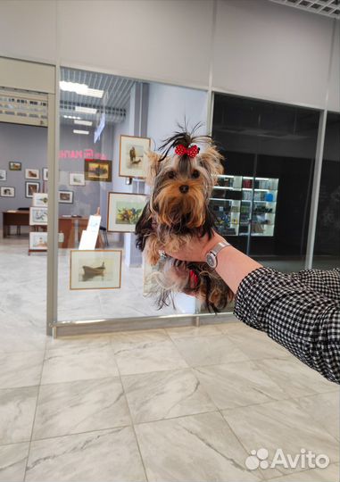 Прелестная крошка просто Дюймовочка-йорк