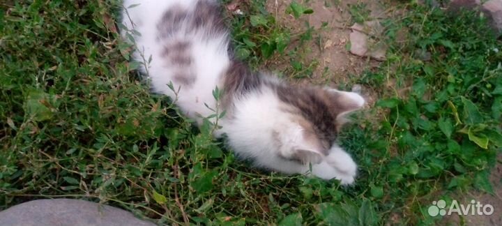 Котята бесплатно