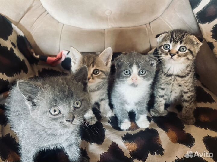 Шотландские котята