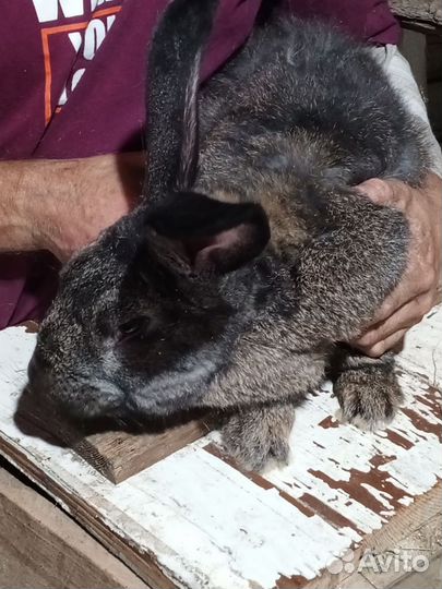 Калифорнийци, гигант