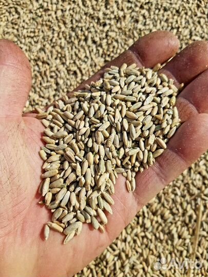 Рожь в мешках