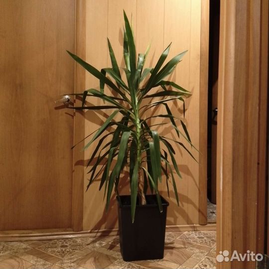 Комнатные цветы юкка