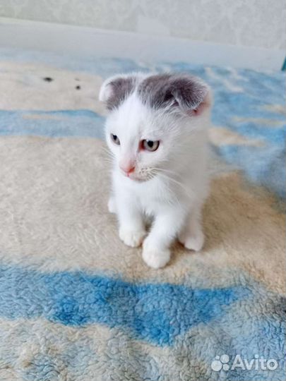 Котята вислоухие