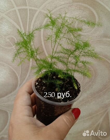 Аспарагус, педилантус, Крассула Хоббит