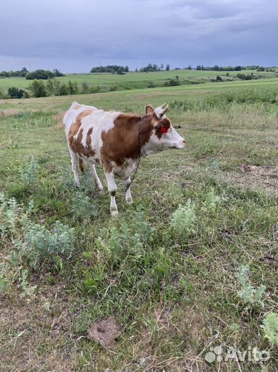 Телка от высокоудойной коровы