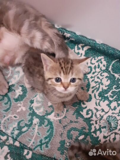 Шотландснские котята