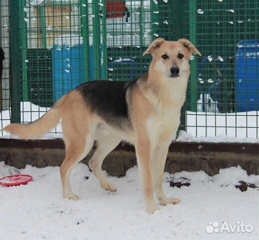 Собака в добрые руки