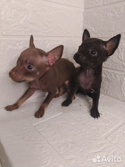 Мини той-терьер