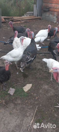 Телята бычки