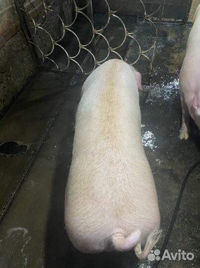 Супоросные свиноматки, см1, дюрок, ландрас