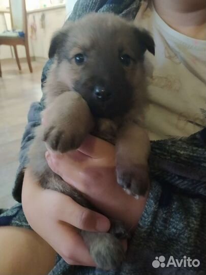 Собаки бесплатно