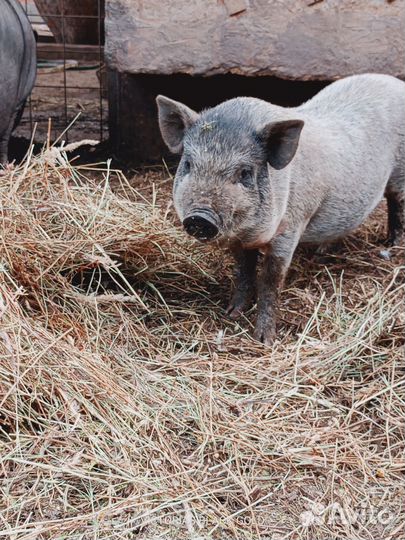 Вьетнамские вислобрюхие поросята