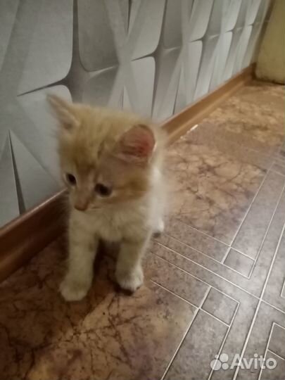 Домашние животные котята