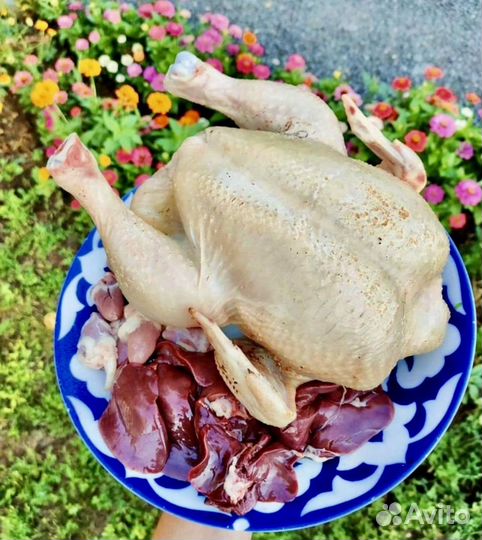 Курочки домашние с доставкой