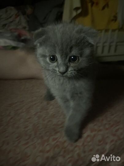 Шотландская вислоухая