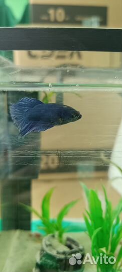 Рыбка петушок самка