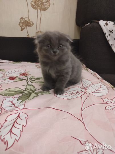 Кошечка