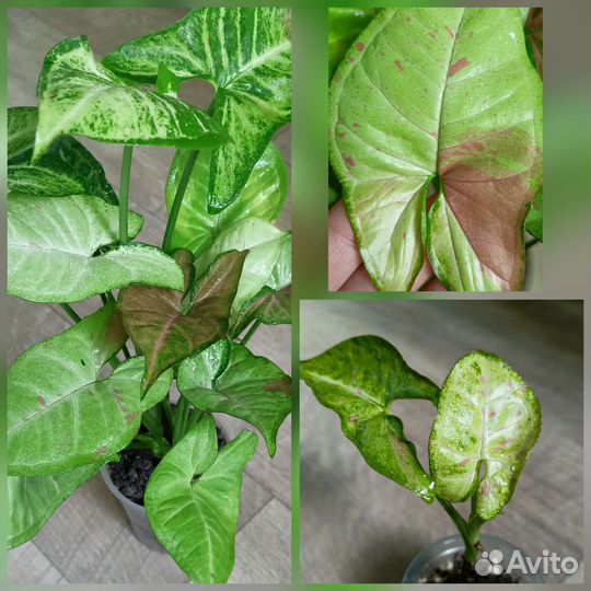 Сингониумы