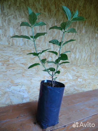 Гортензии метельчатые и крупнолистные