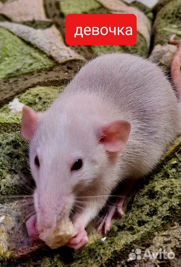 Декоративная крыса дамбо