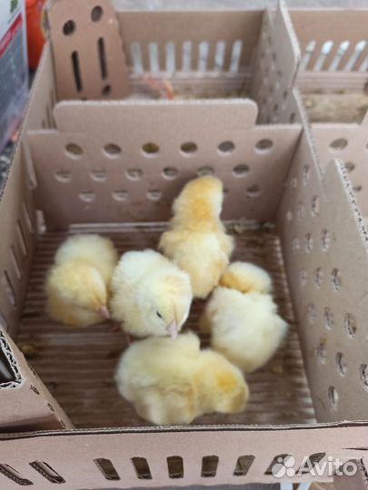 Цыплята бройлеры суточные кобб 500