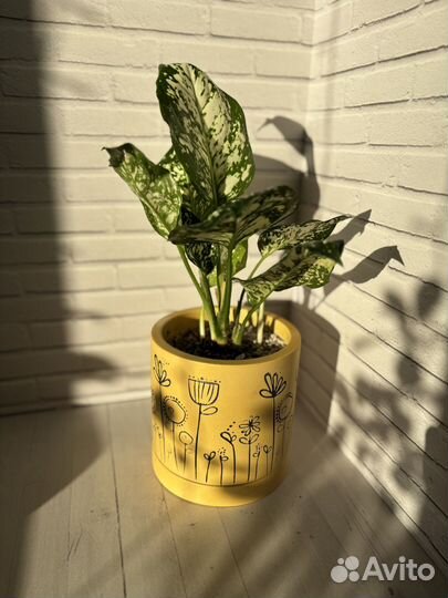 Аглаонема Айвори Джейд в керамическом горшке