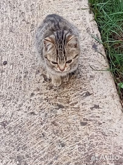 Котятки в добрые руки