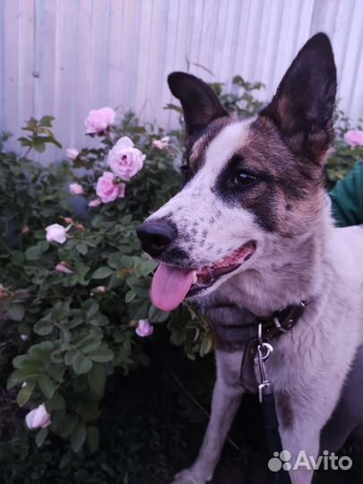 Щенок-подросток (стерил)