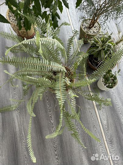 Папоротник нефролепис большой