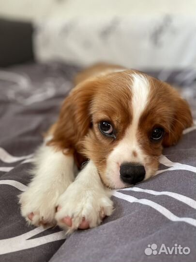 Кавалер Кинг чарльз спаниель